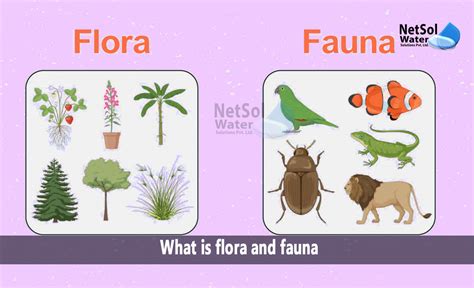flora betekenis.